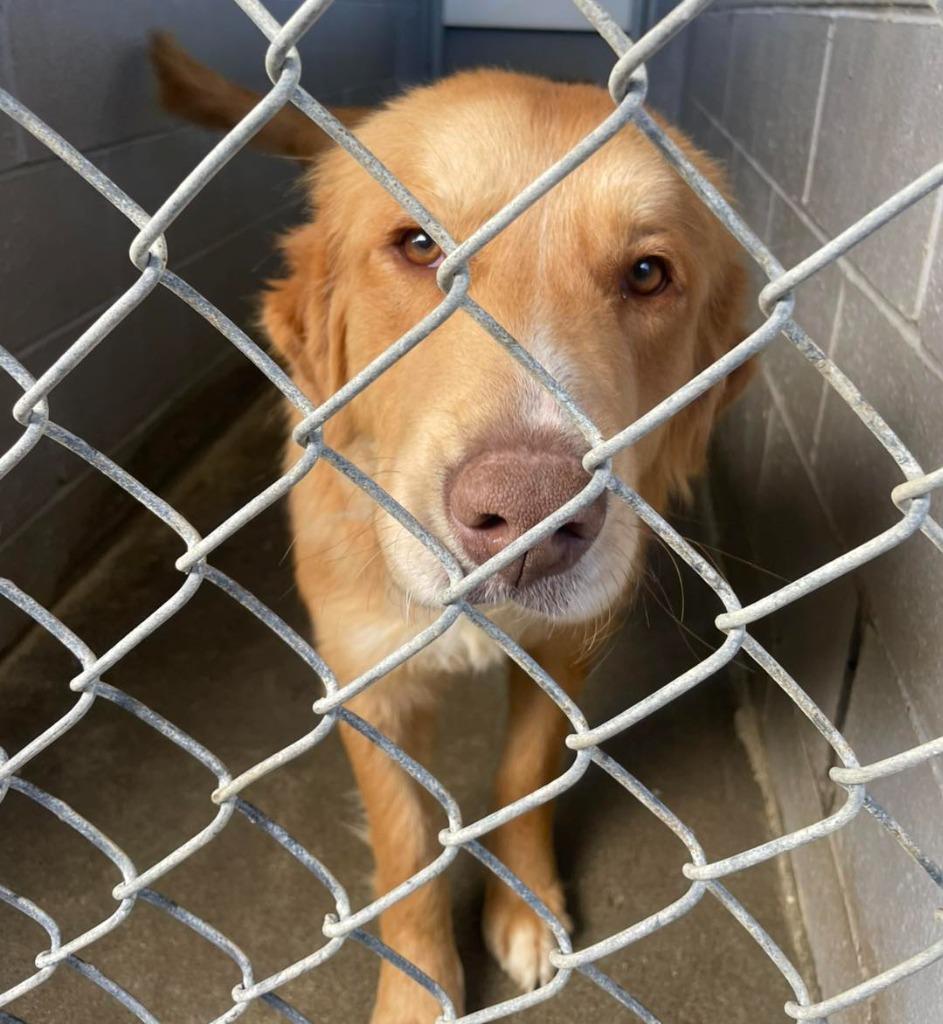 Enlarge Evie, an adopted mixed breed in Calhoun, KY image 1/2