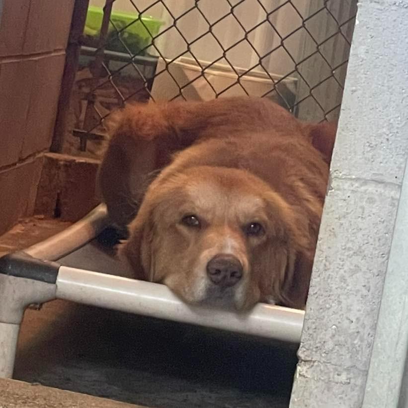 Enlarge Evie, an adopted mixed breed in Calhoun, KY image 2/2