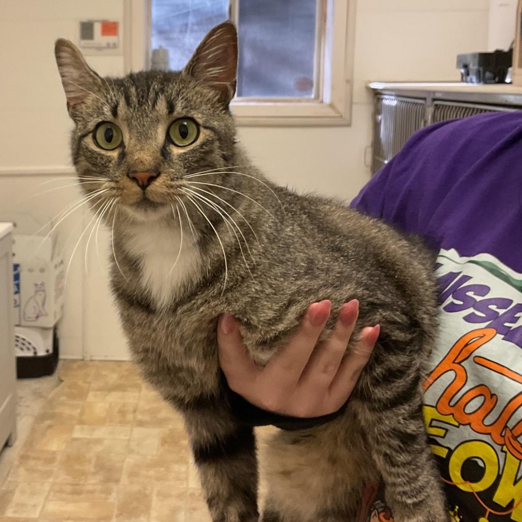 Temeow, Adoptable, Young Male Domestic Short Hair.