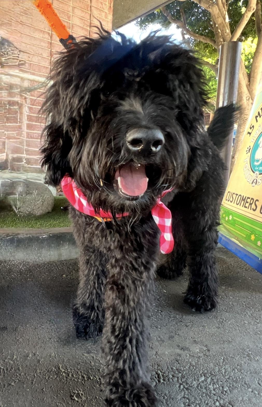 Enlarge Ryder, a ADOPTABLE Labradoodle in Marina Del Rey, CA image 5/6
