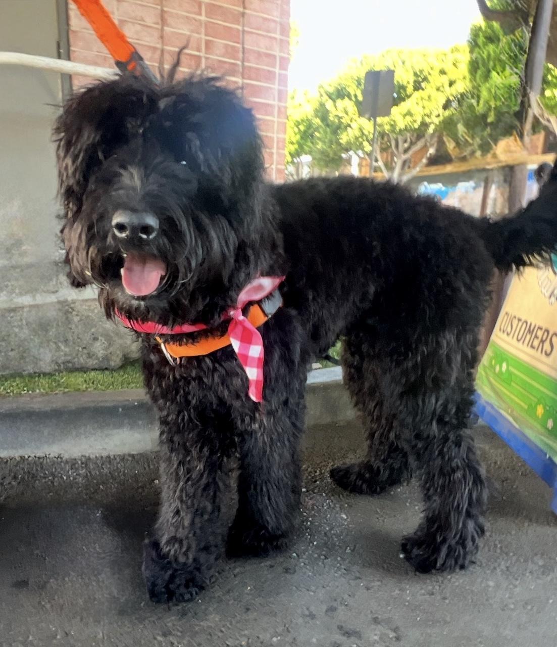 Enlarge Ryder, a ADOPTABLE Labradoodle in Marina Del Rey, CA image 2/6