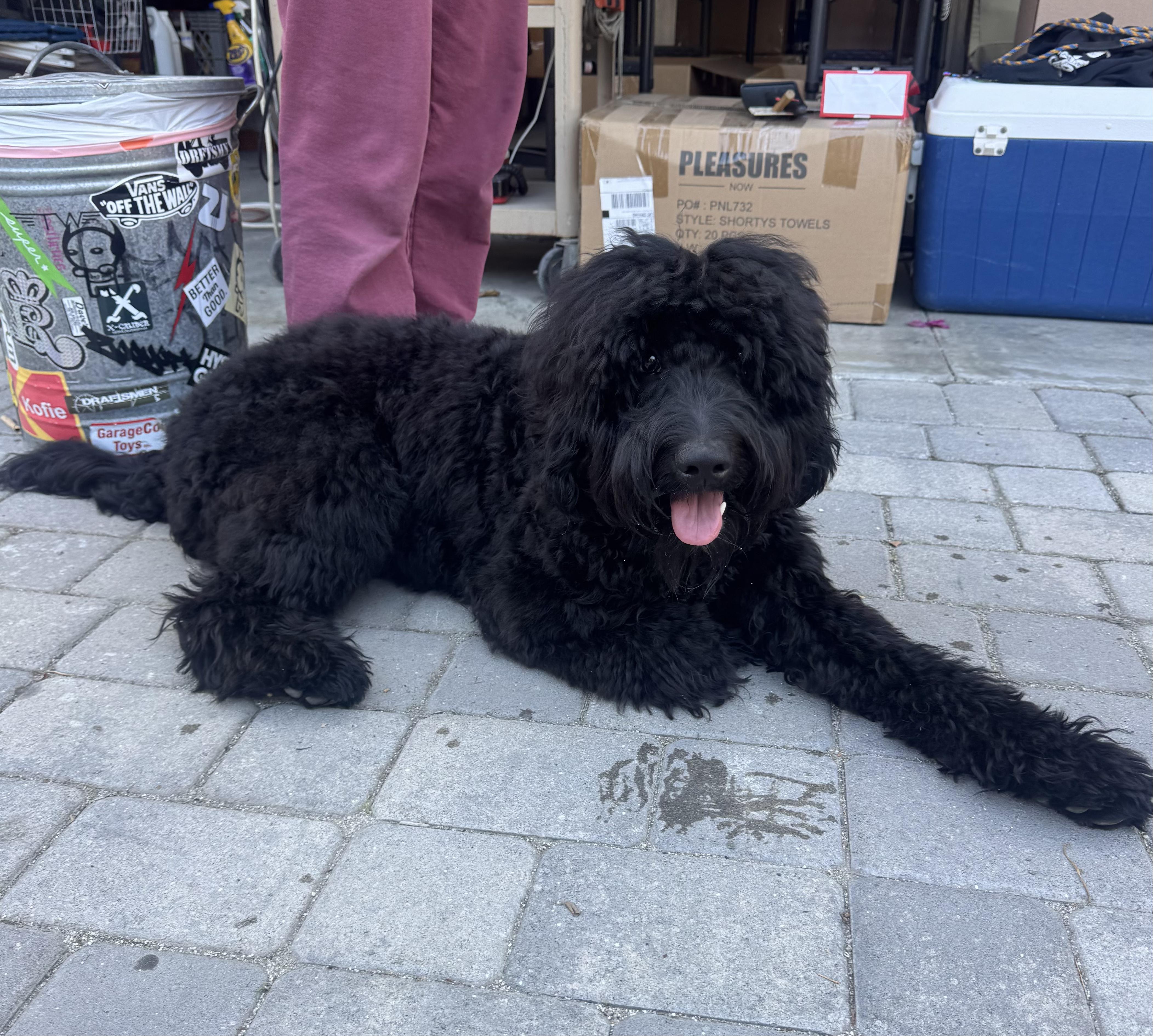 Enlarge Ryder, a ADOPTABLE Labradoodle in Marina Del Rey, CA image 4/6