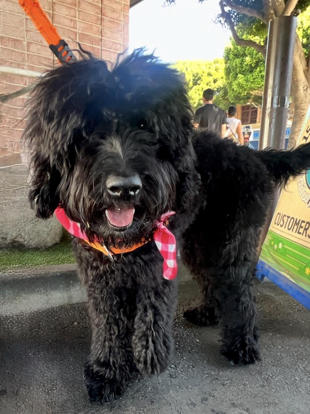 Enlarge Ryder, a ADOPTABLE Labradoodle in Marina Del Rey, CA image 1/6