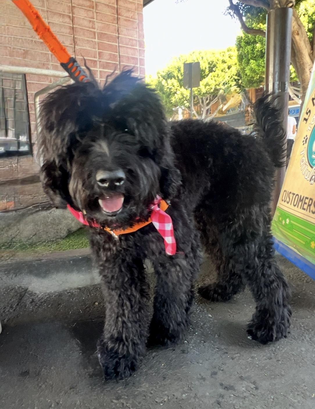 Enlarge Ryder, a ADOPTABLE Labradoodle in Marina Del Rey, CA image 6/6