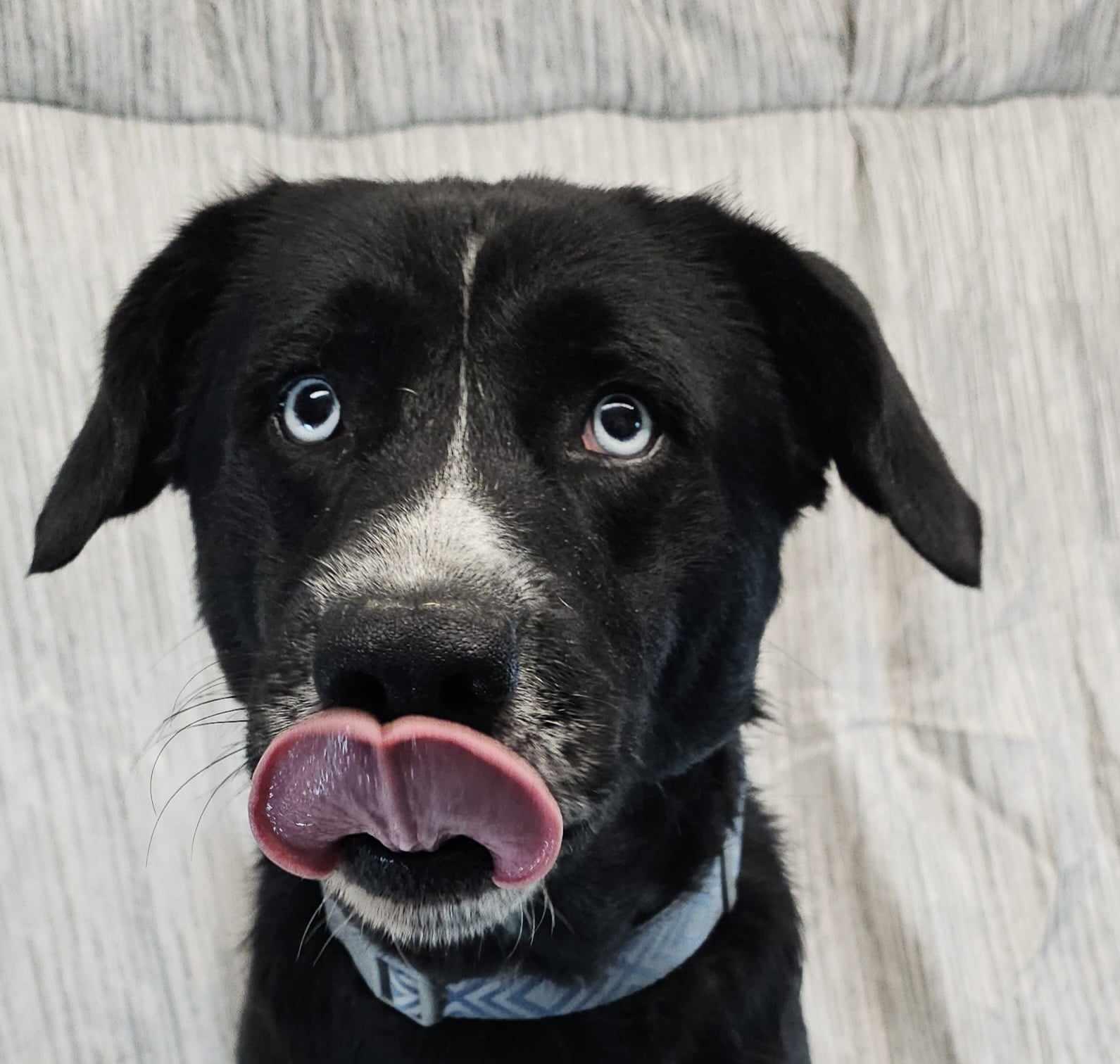 Pink Floyd, a Adopted mixed breed in Newport, TN image 3/4