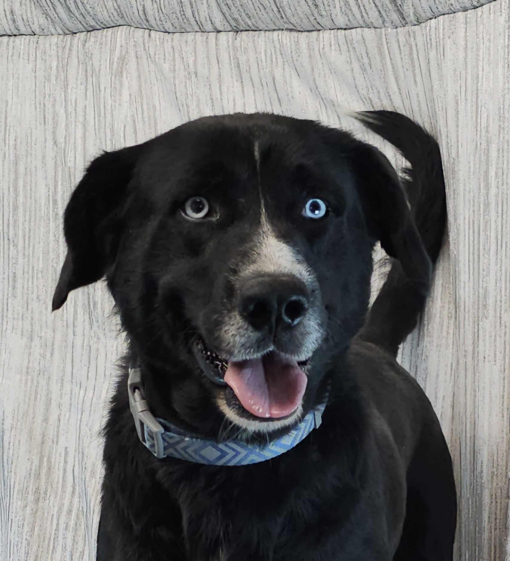 Pink Floyd, a Adopted mixed breed in Newport, TN image 1/4