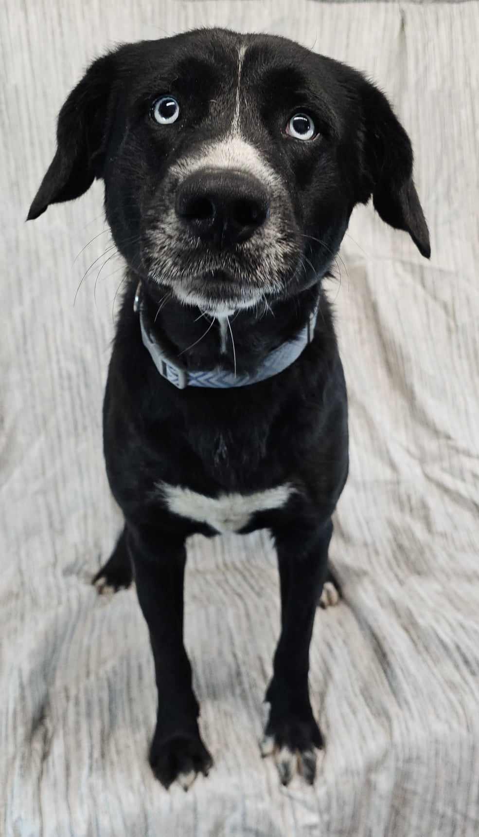 Pink Floyd, a Adopted mixed breed in Newport, TN image 4/4