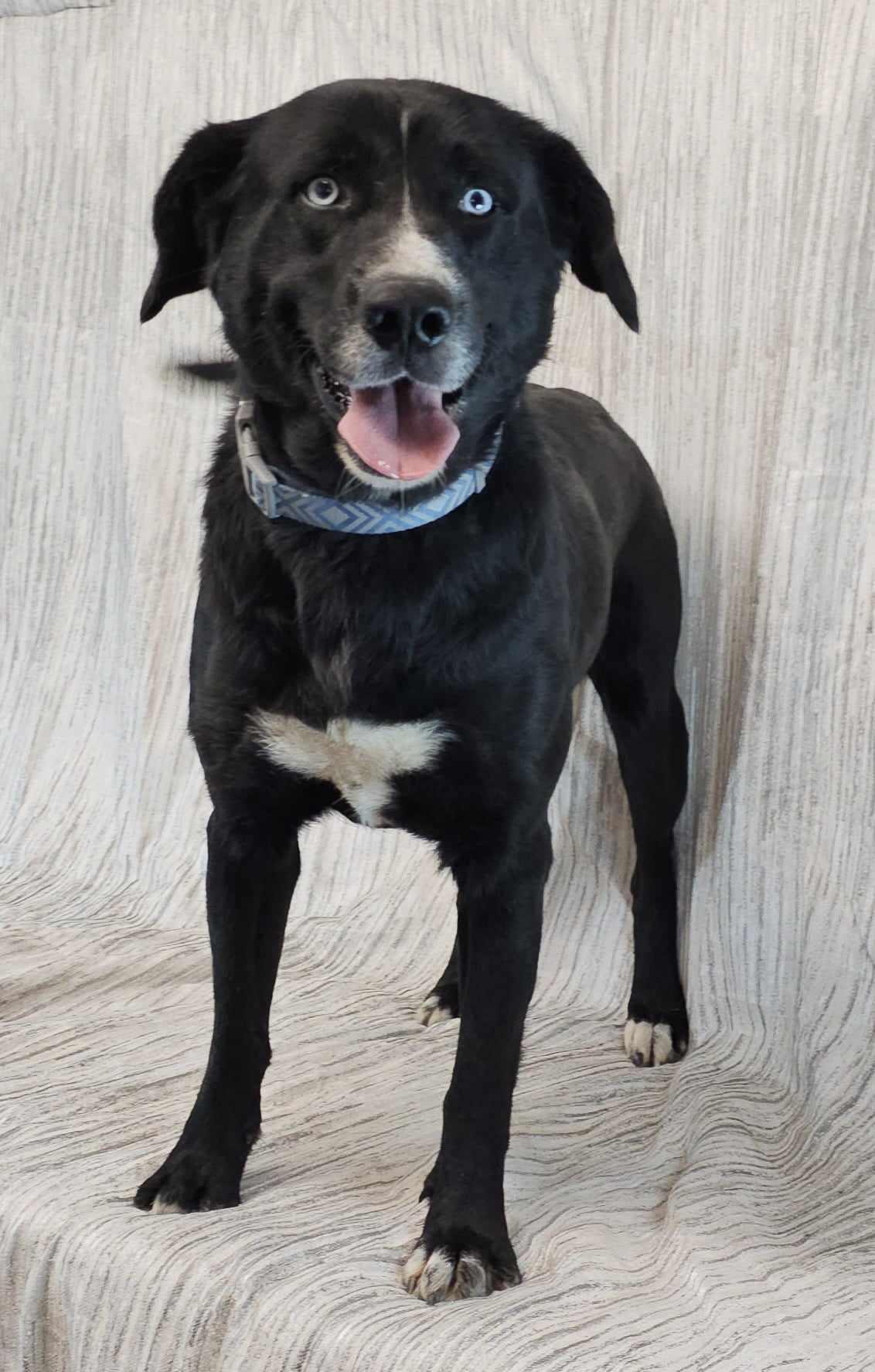 Pink Floyd, a Adopted mixed breed in Newport, TN image 2/4