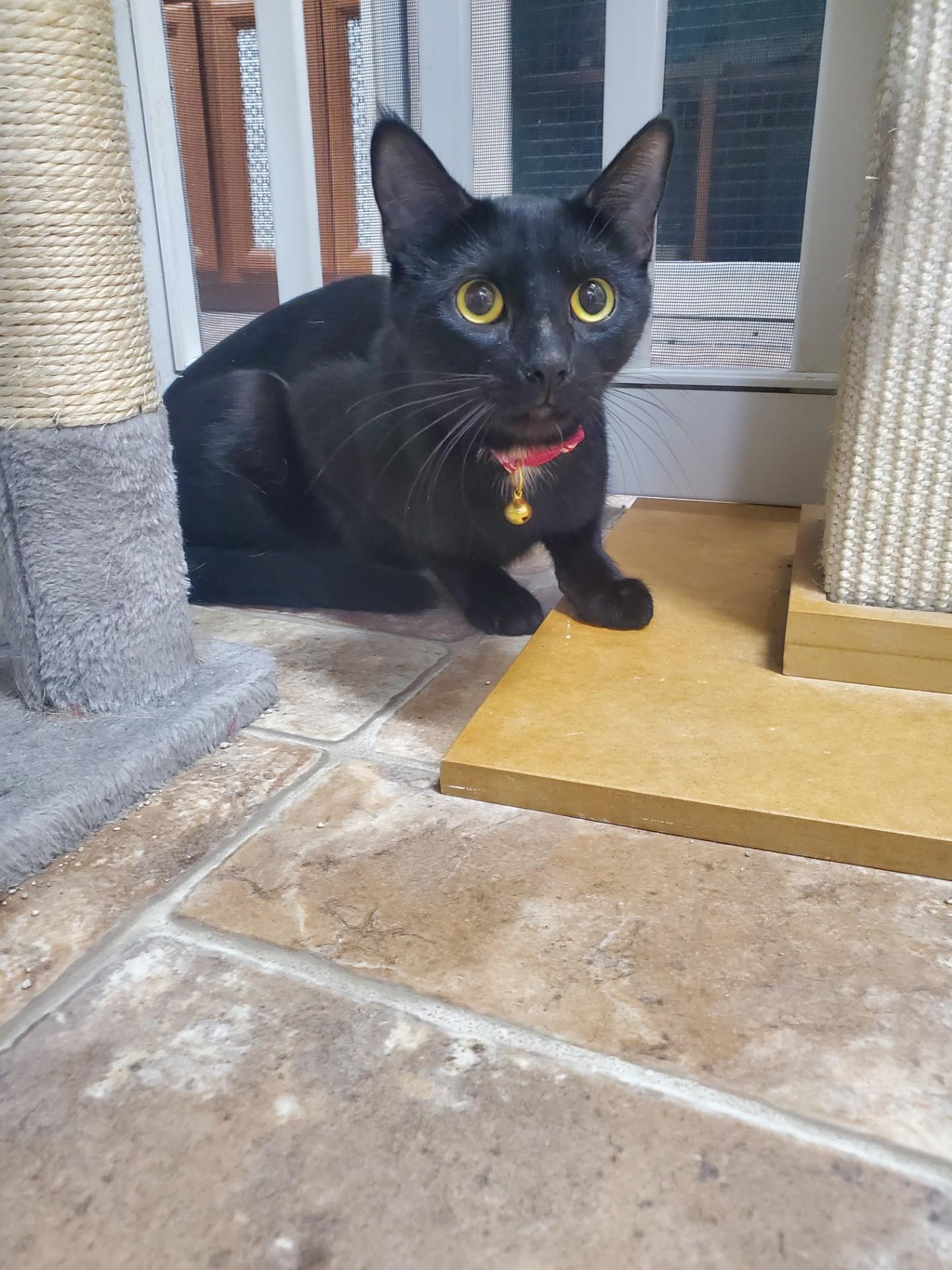 Enlarge Ember, a ADOPTABLE Domestic Short Hair in Altoona, PA image 1/1