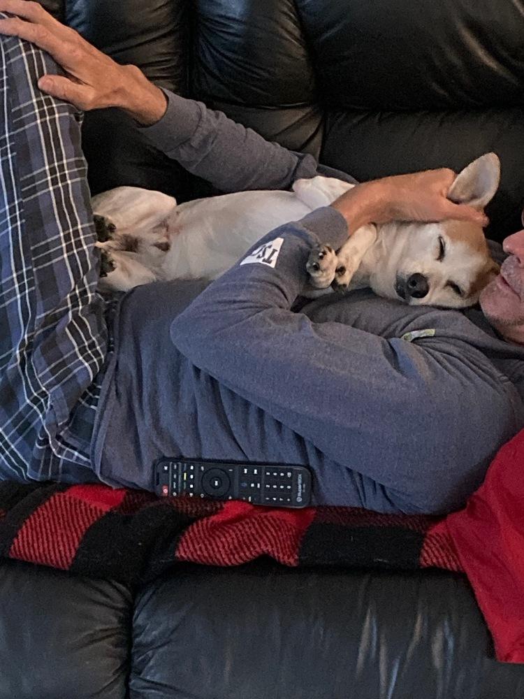 Enlarge Gerald, a Adoptable mixed breed in Lancaster, PA image 1/6