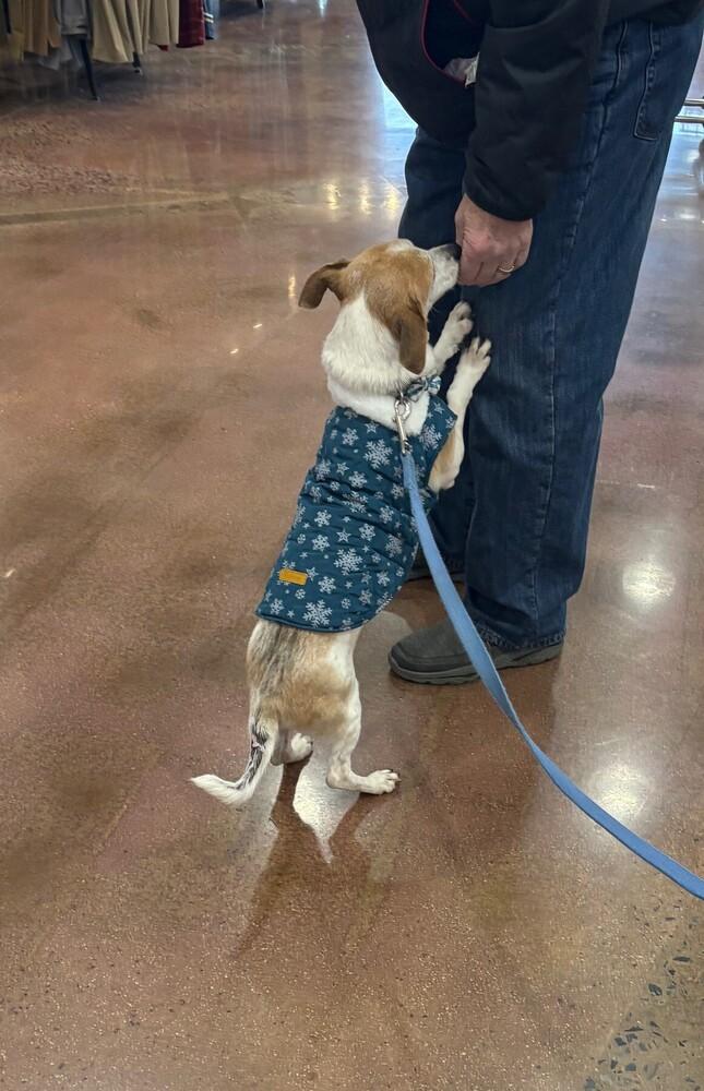 Gerald, a Adoptable mixed breed in Lancaster, PA image 1/6