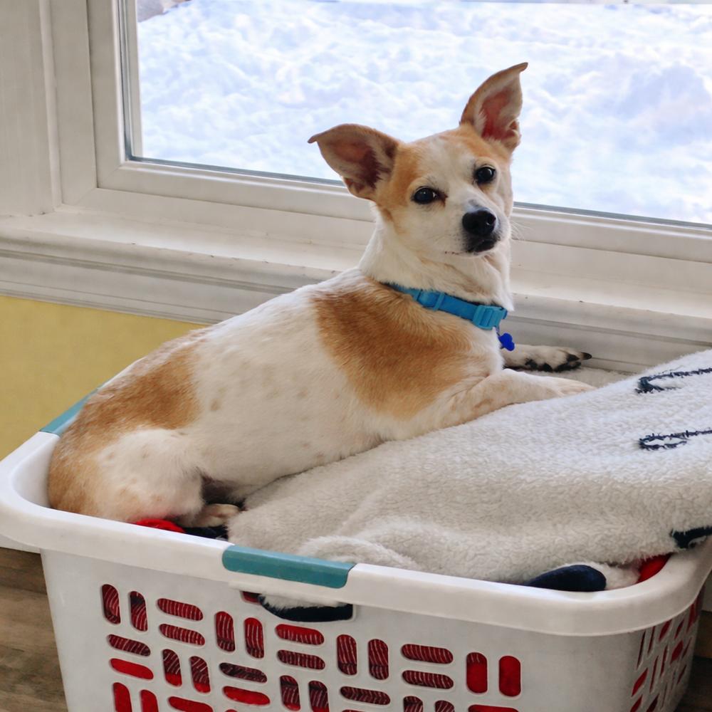 Gerald, a Adoptable mixed breed in Lancaster, PA image 2/6