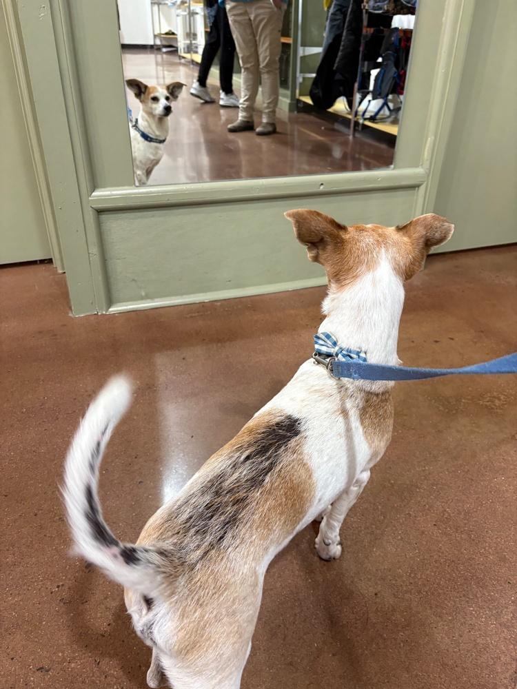 Enlarge Gerald, a Adoptable mixed breed in Lancaster, PA image 1/6