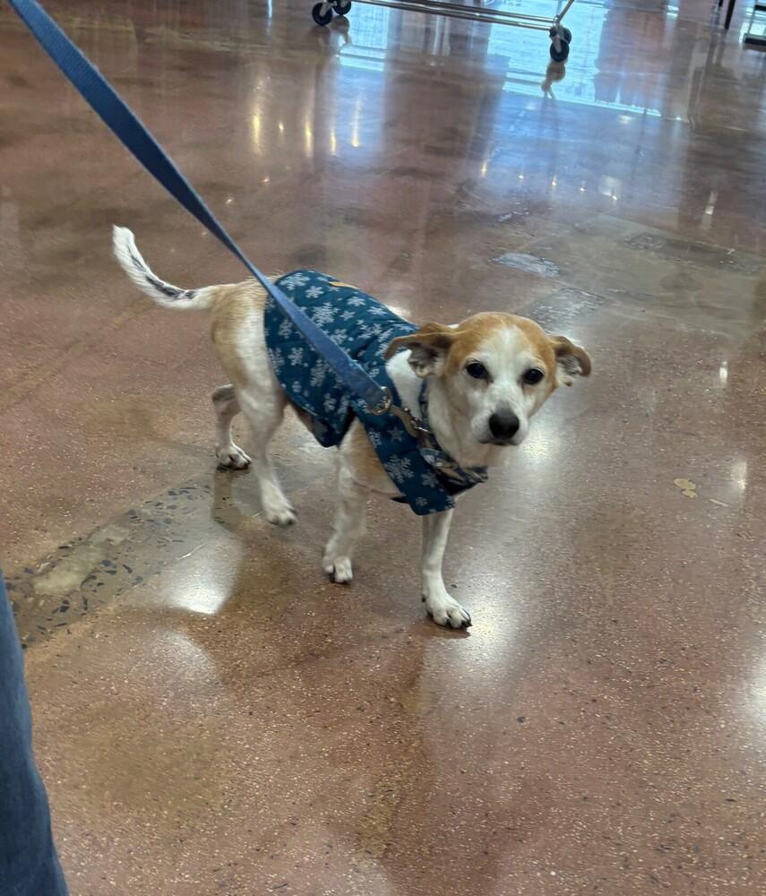 Enlarge Gerald, a Adoptable mixed breed in Lancaster, PA image 5/6