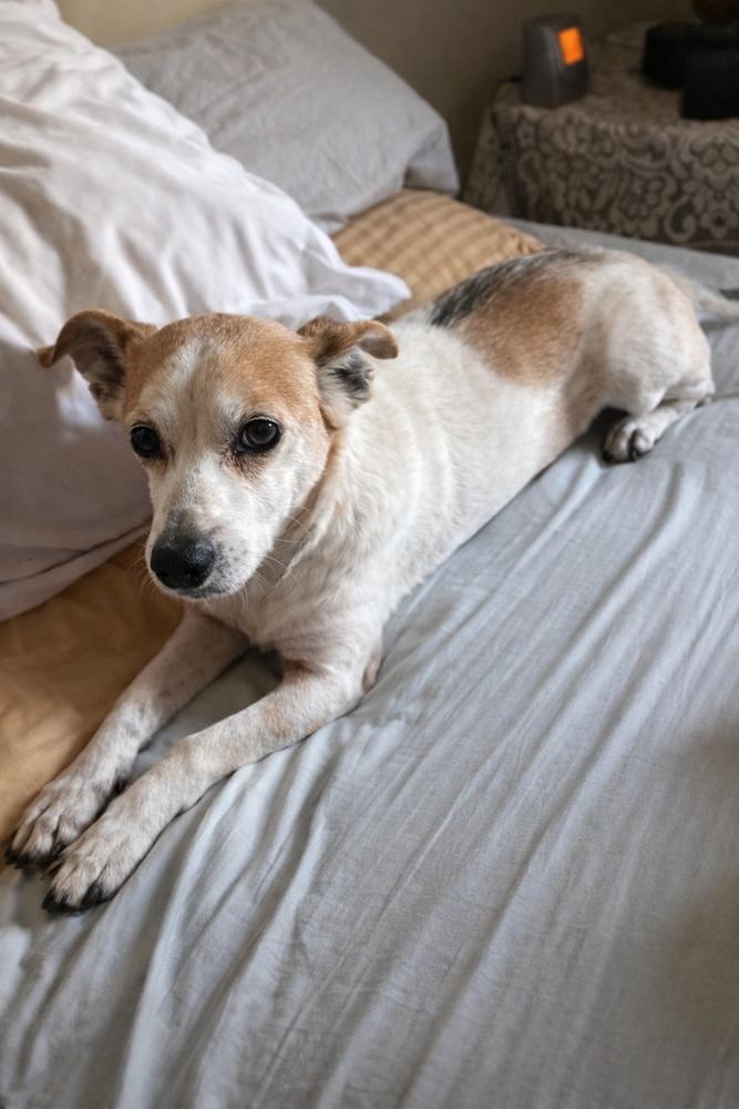 Enlarge Gerald, a Adoptable mixed breed in Lancaster, PA image 2/6