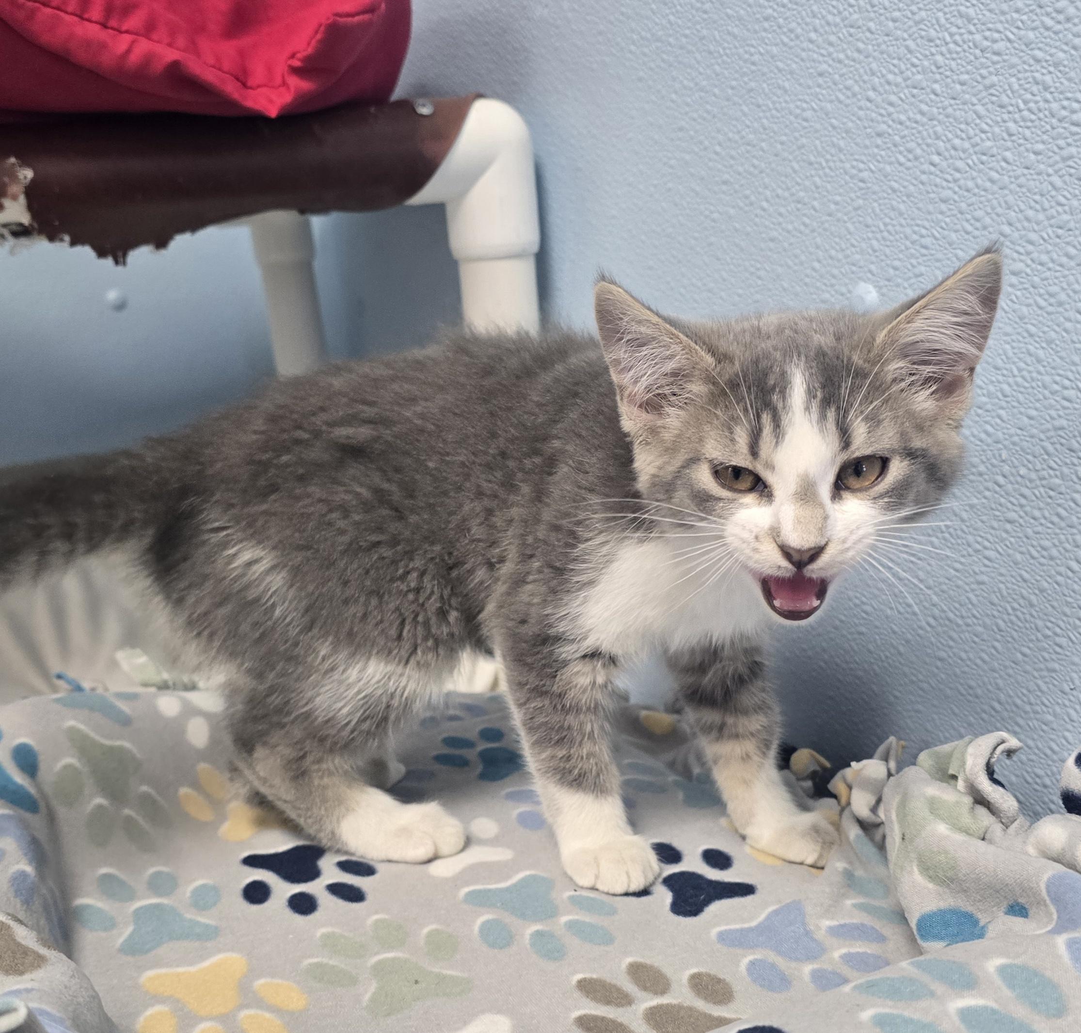 Gizmo, a ADOPTABLE Domestic Short Hair in Farmington, MO image 2/3