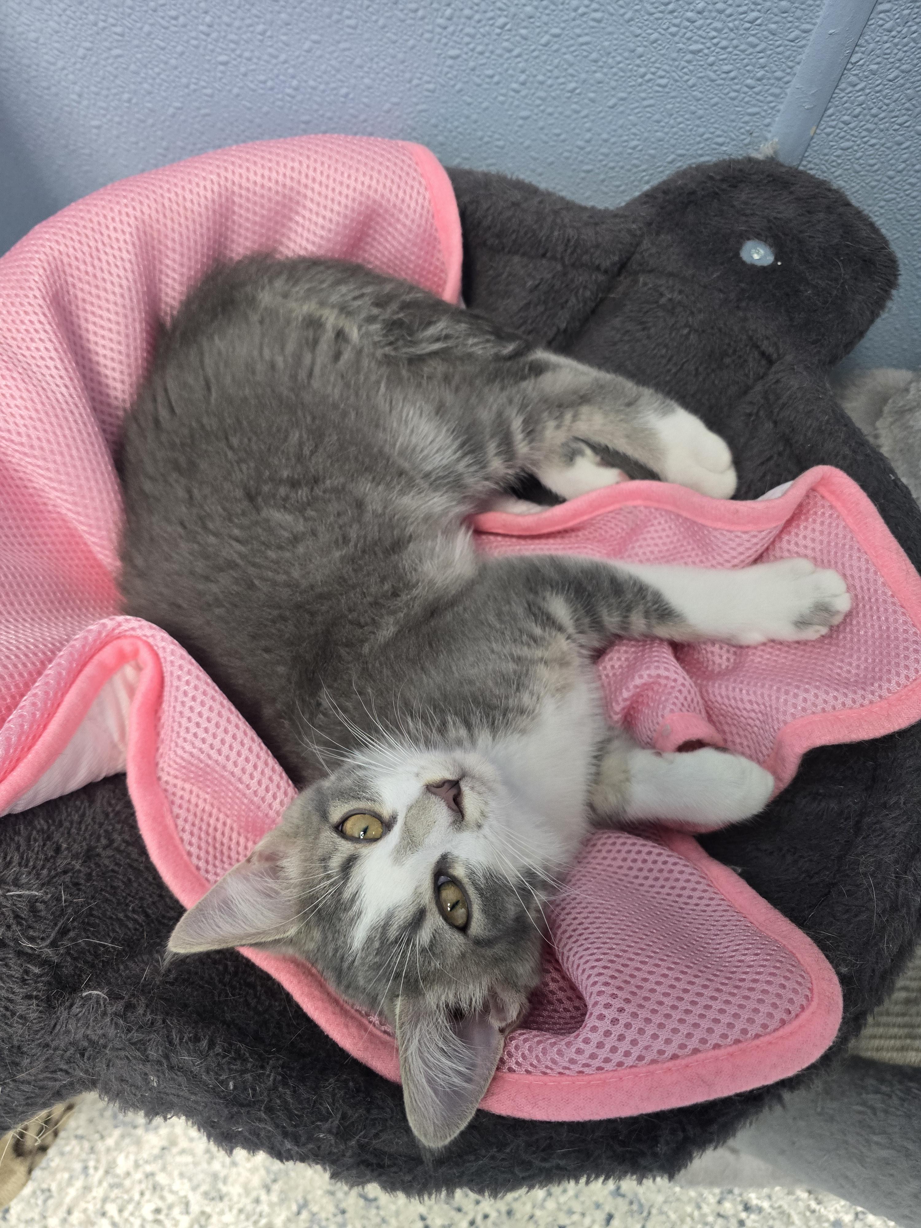 Gizmo, a ADOPTABLE Domestic Short Hair in Farmington, MO image 3/3