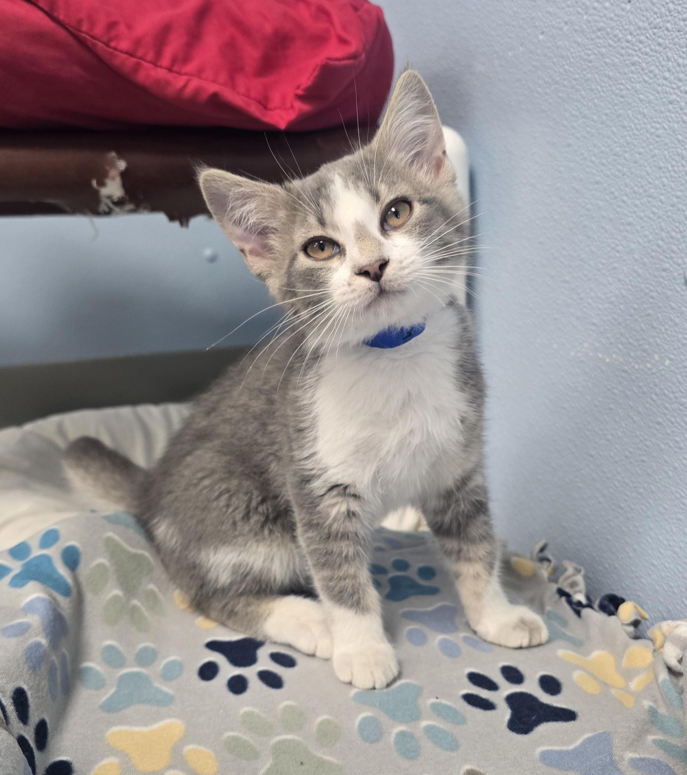Gizmo, ADOPTABLE, Kitten Male Domestic Short Hair.