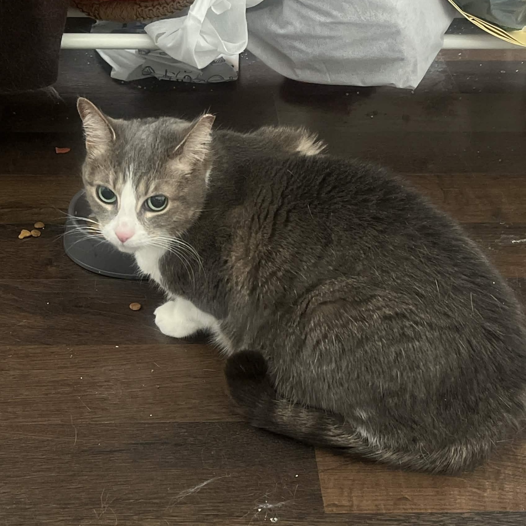 Mixi, a ADOPTABLE Domestic Short Hair in Weehawken, NJ image 1/6