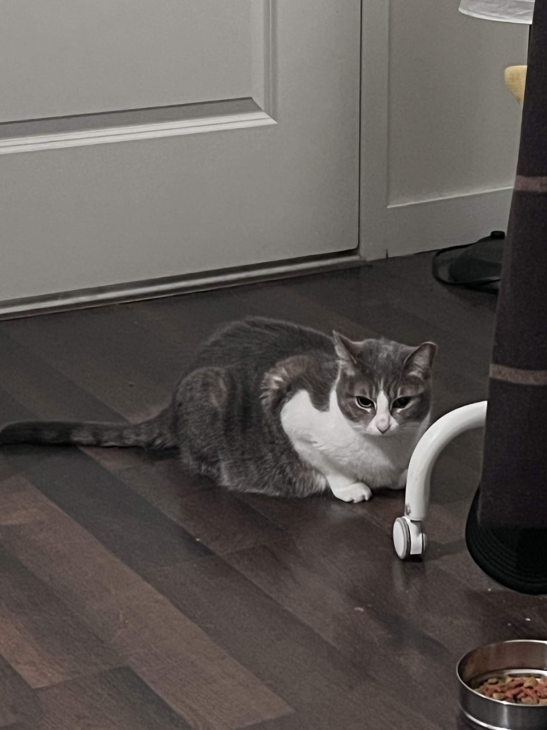 Mixi, a ADOPTABLE Domestic Short Hair in Weehawken, NJ image 4/6