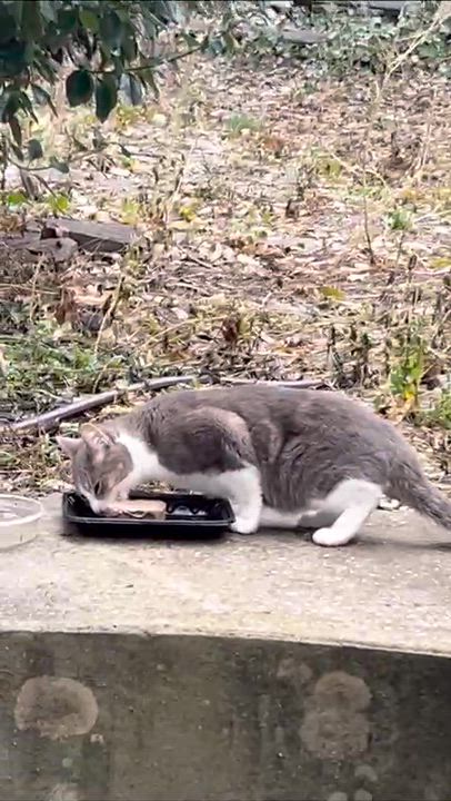 Enlarge Mixi, a ADOPTABLE Domestic Short Hair in Weehawken, NJ video 2/6