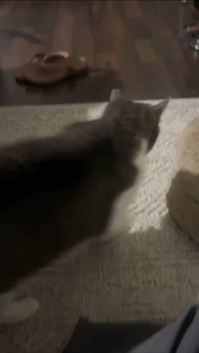 Enlarge Mixi, a ADOPTABLE Domestic Short Hair in Weehawken, NJ video 5/6