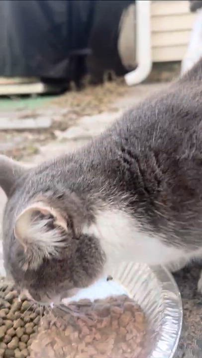 Enlarge Mixi, a ADOPTABLE Domestic Short Hair in Weehawken, NJ video 3/6
