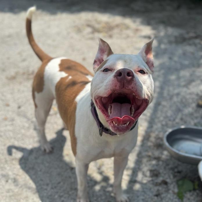 Enlarge Mandy, a Adoptable Pit Bull Terrier in Windsor, VA image 1/6