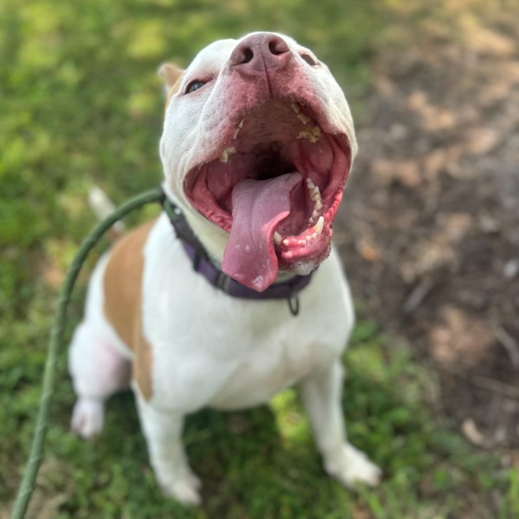 Enlarge Mandy, a Adoptable Pit Bull Terrier in Windsor, VA image 2/6
