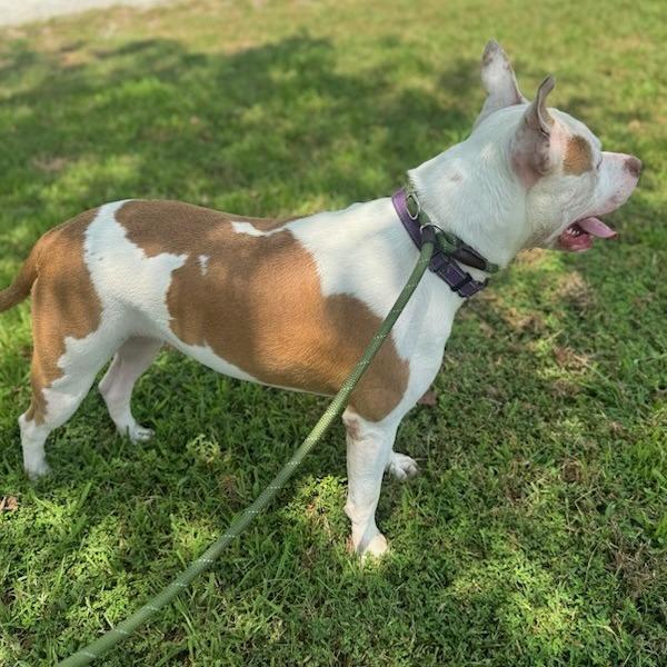 Mandy, a Adoptable Pit Bull Terrier in Windsor, VA image 1/6