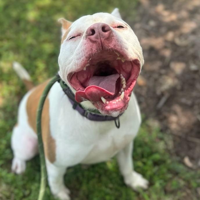 Enlarge Mandy, a Adoptable Pit Bull Terrier in Windsor, VA image 4/6
