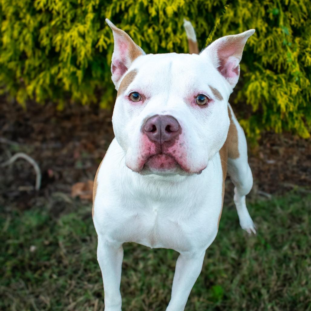 Enlarge Mandy, a Adoptable Pit Bull Terrier in Windsor, VA image 5/6