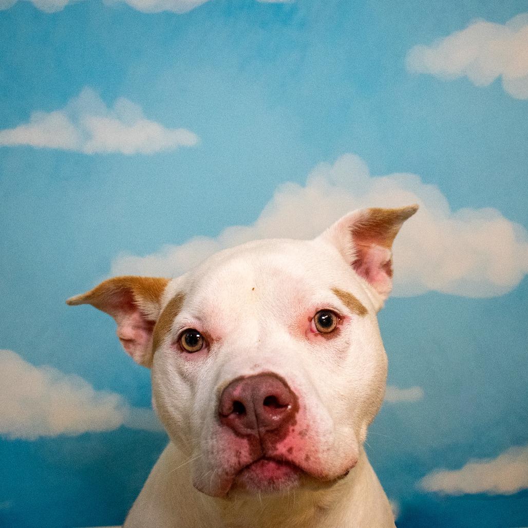 Enlarge Mandy, a Adoptable Pit Bull Terrier in Windsor, VA image 6/6