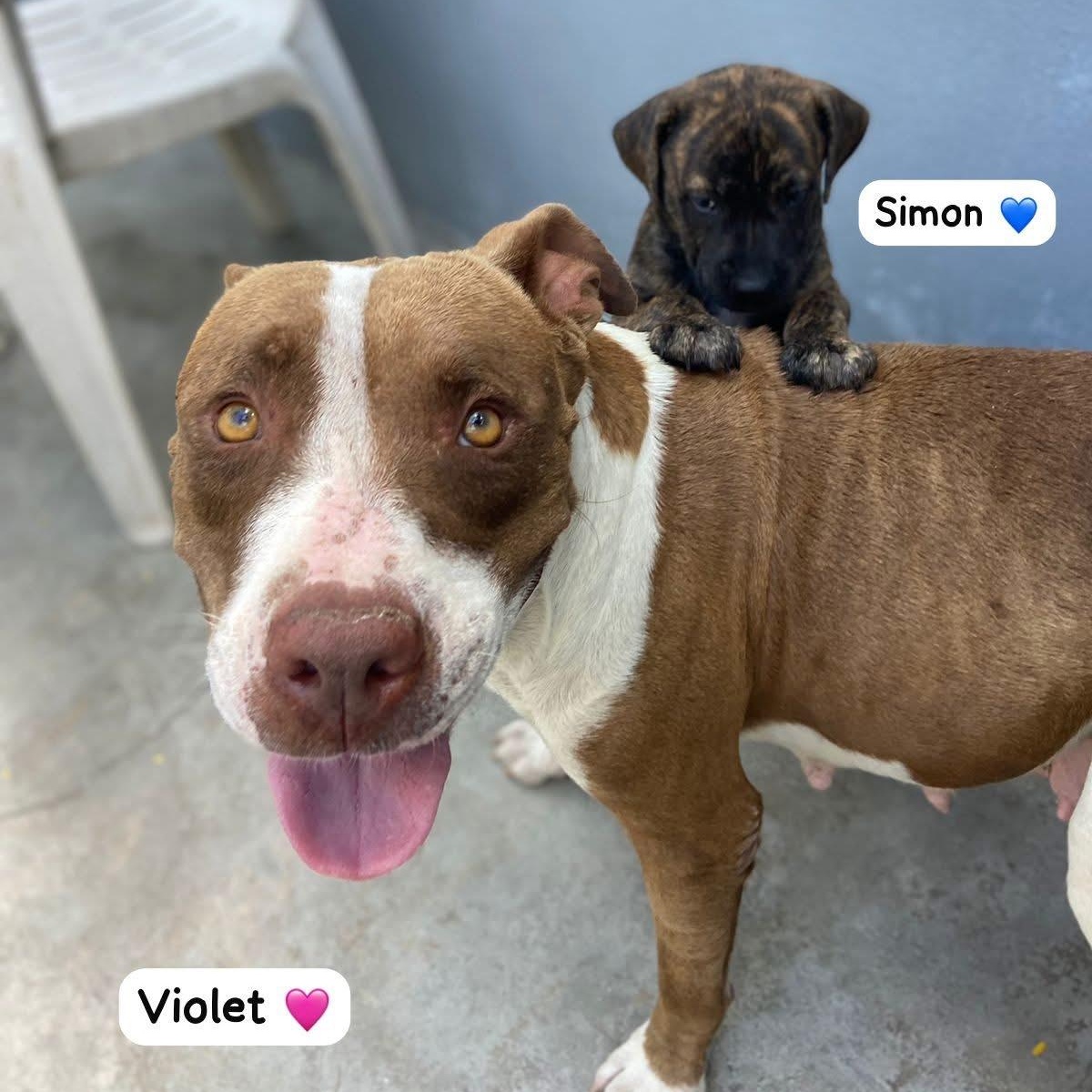 Simon, a ADOPTABLE Mixed Breed in Thornhill, ON image 6/6
