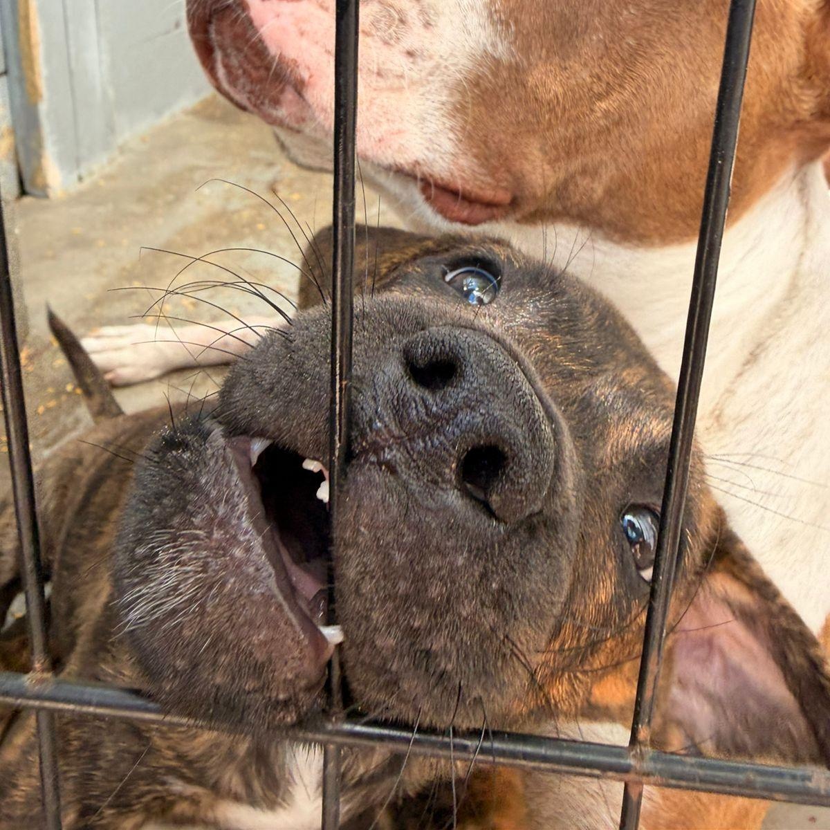 Simon, a ADOPTABLE Mixed Breed in Thornhill, ON image 2/6