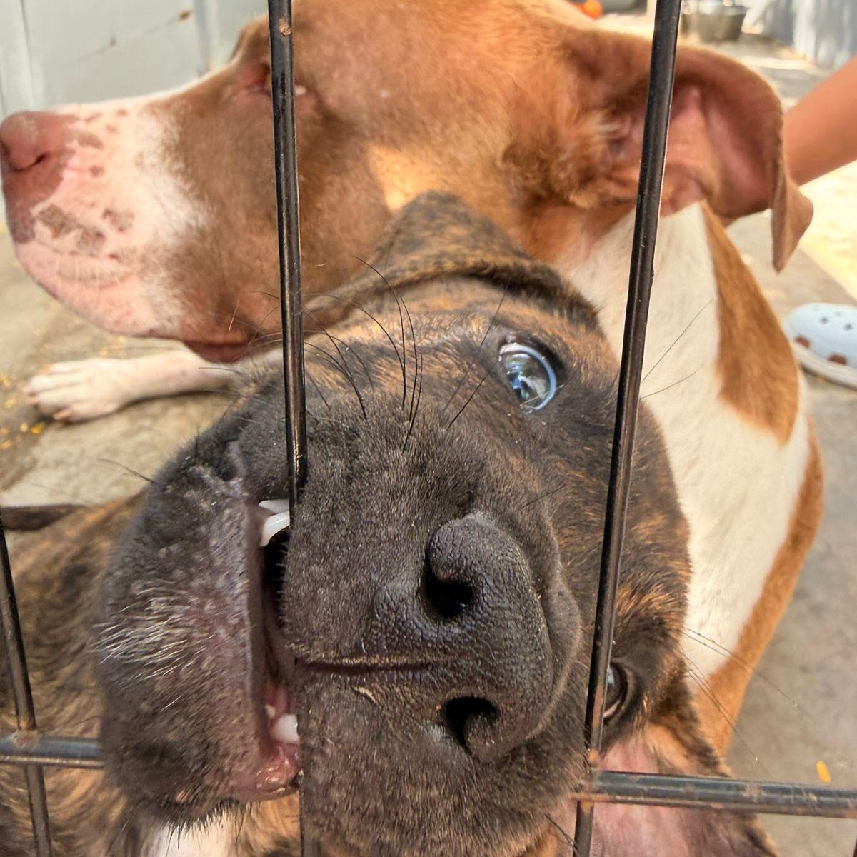 Simon, a ADOPTABLE Mixed Breed in Thornhill, ON image 4/6