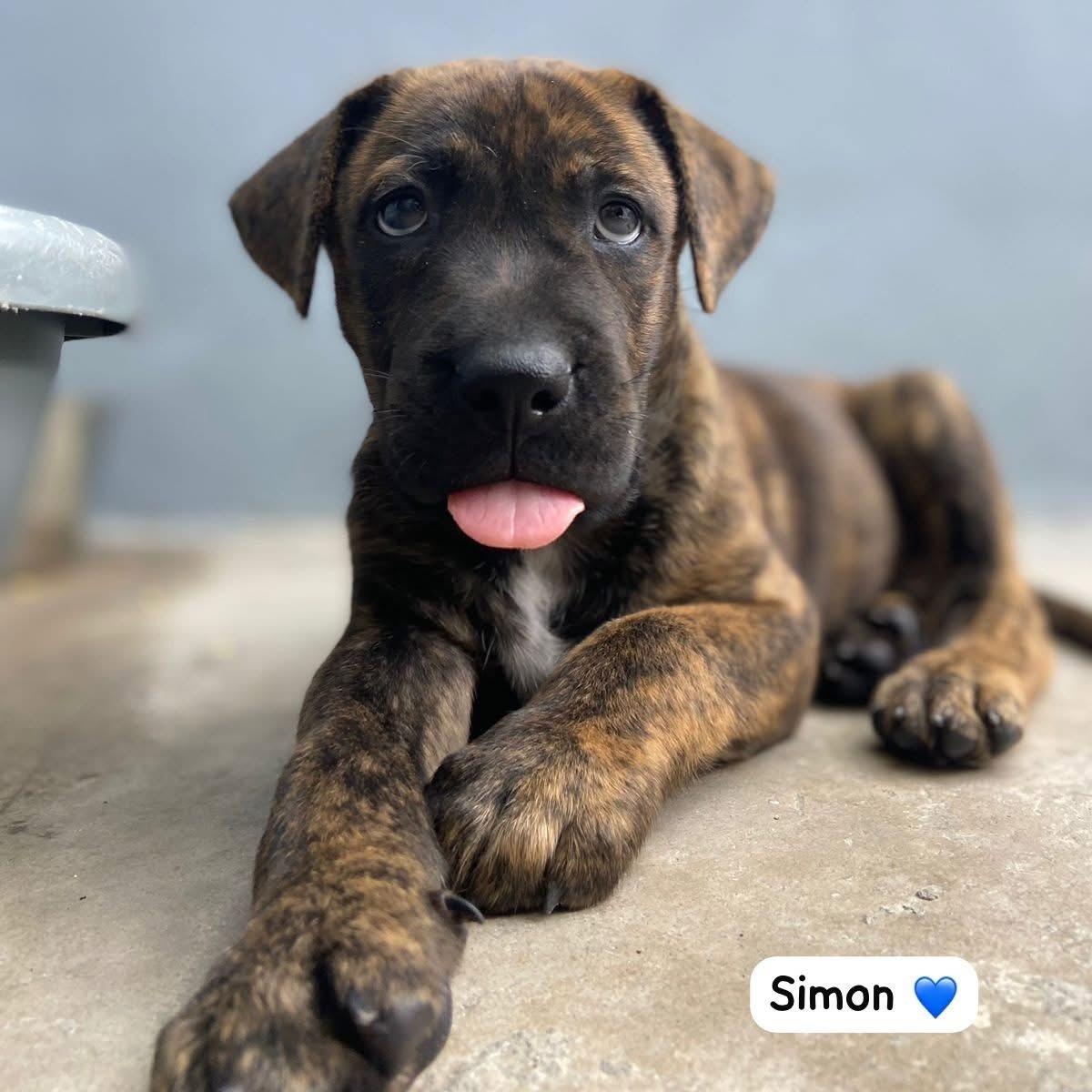 Simon, ADOPTABLE, Puppy Male Mixed Breed.
