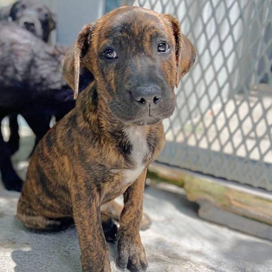 Simon, a ADOPTABLE Mixed Breed in Thornhill, ON image 5/6