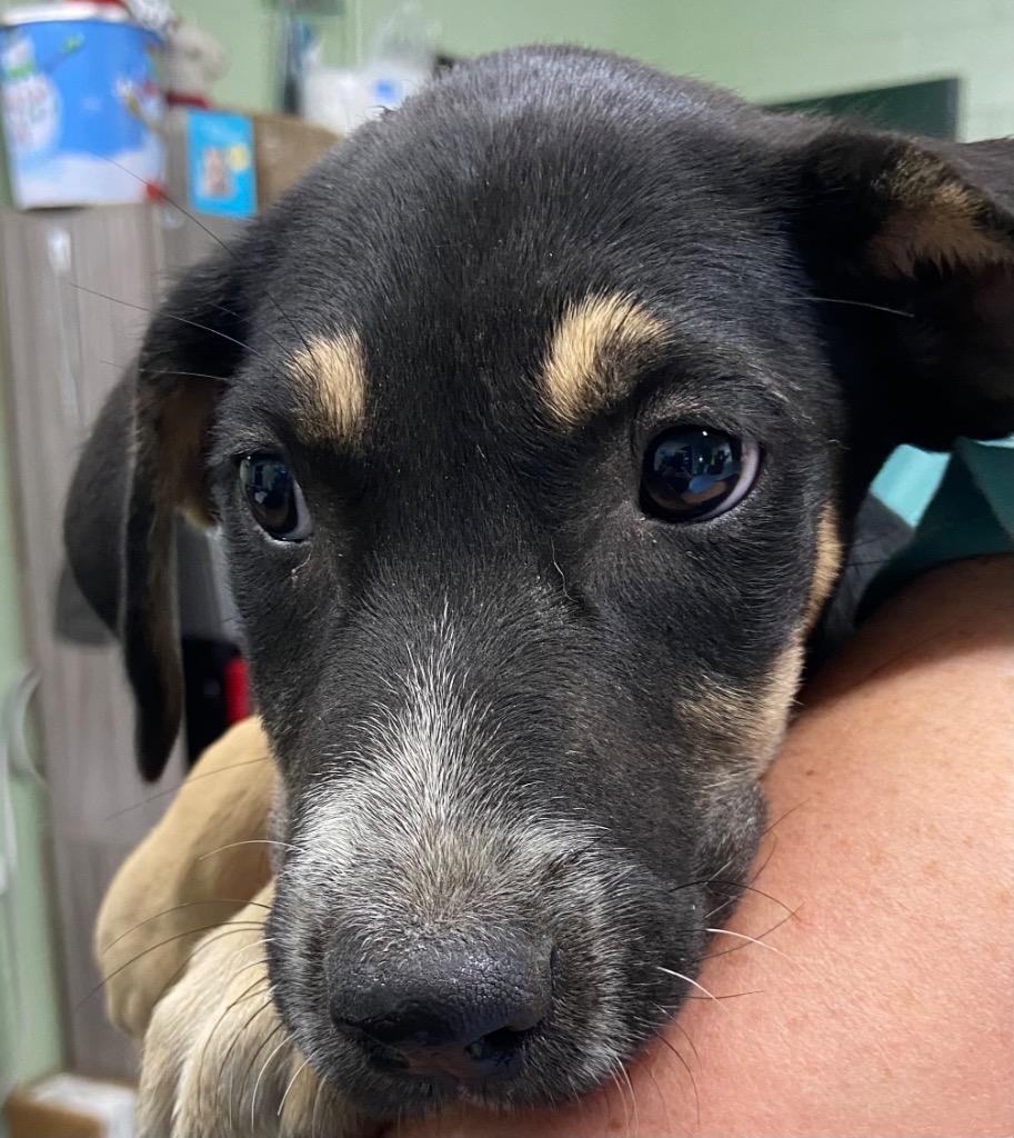 Boo, Adoptable, Puppy Female Hound.