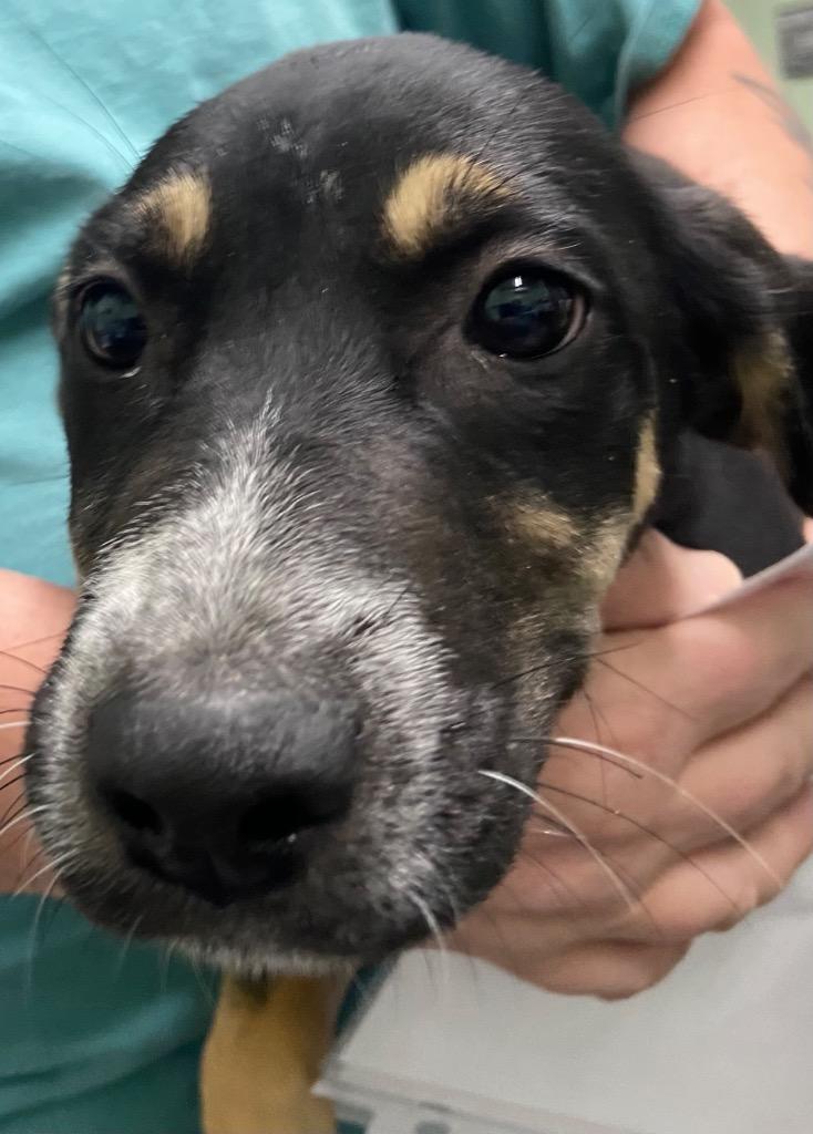Enlarge Boo, a Adoptable Hound in Beebe, AR image 2/2