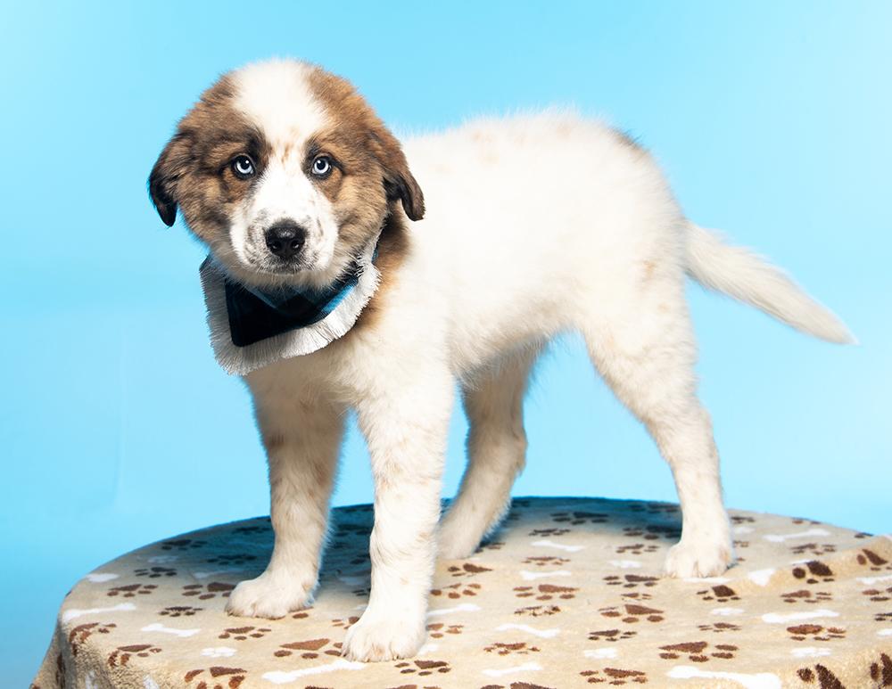 Enlarge Darja, an adopted mixed breed in Edison, NJ image 4/6