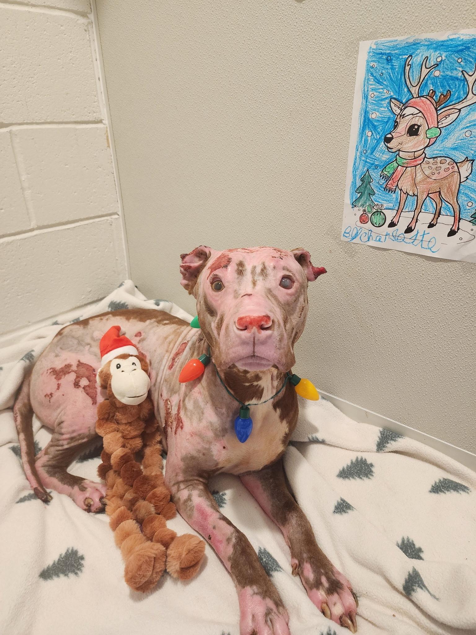 Enlarge Constantine, a Adoptable mixed breed in Stahlstown, PA image 1/6