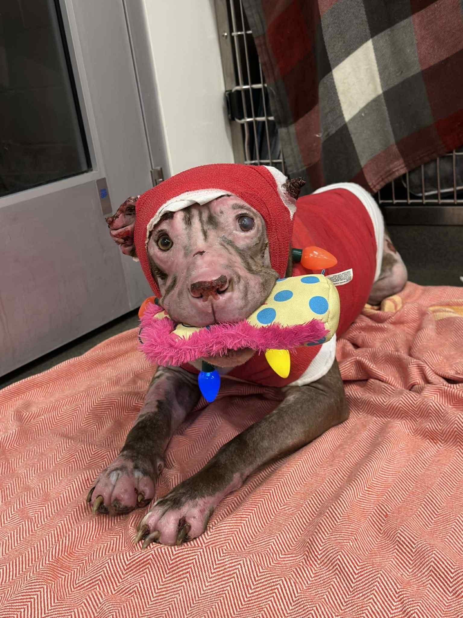 Enlarge Constantine, a Adoptable mixed breed in Stahlstown, PA image 2/6