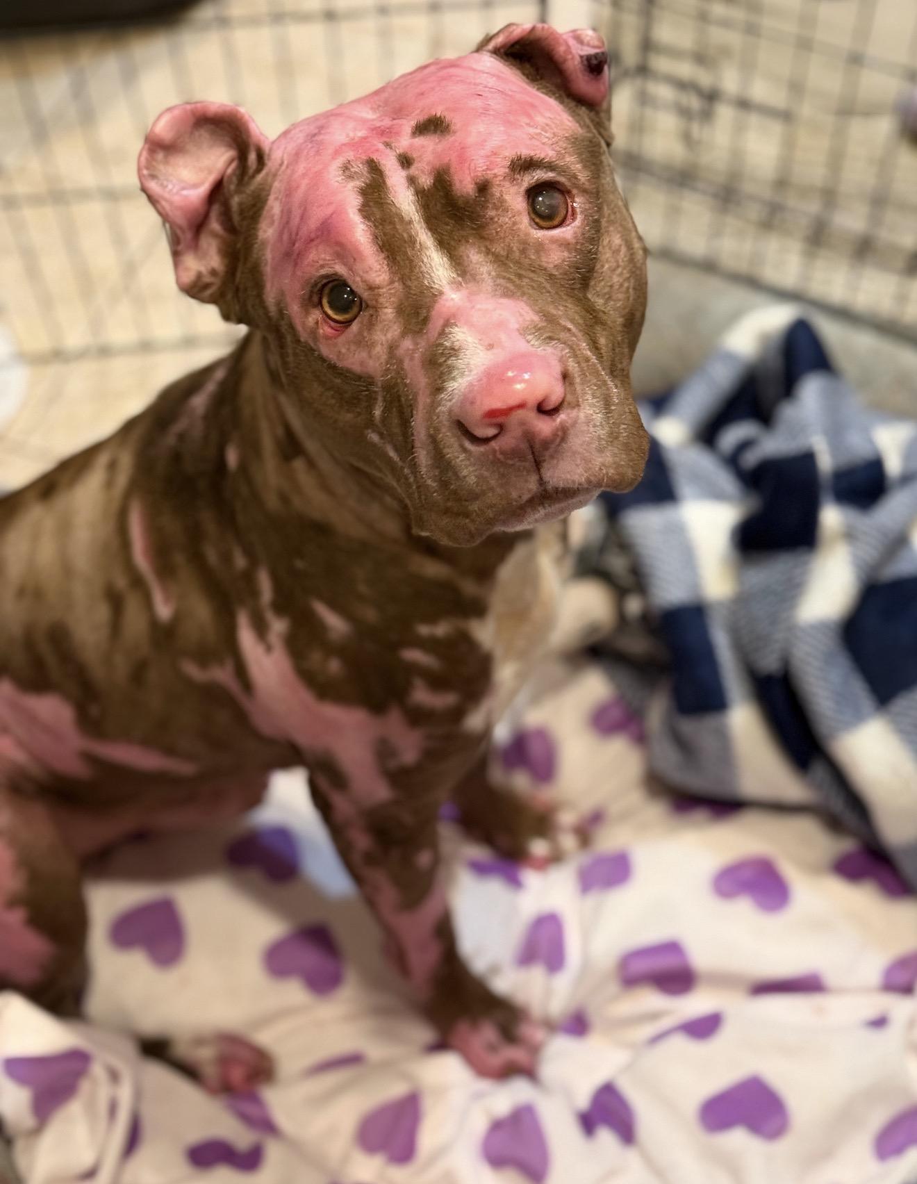 Enlarge Constantine, a Adoptable mixed breed in Stahlstown, PA image 3/6