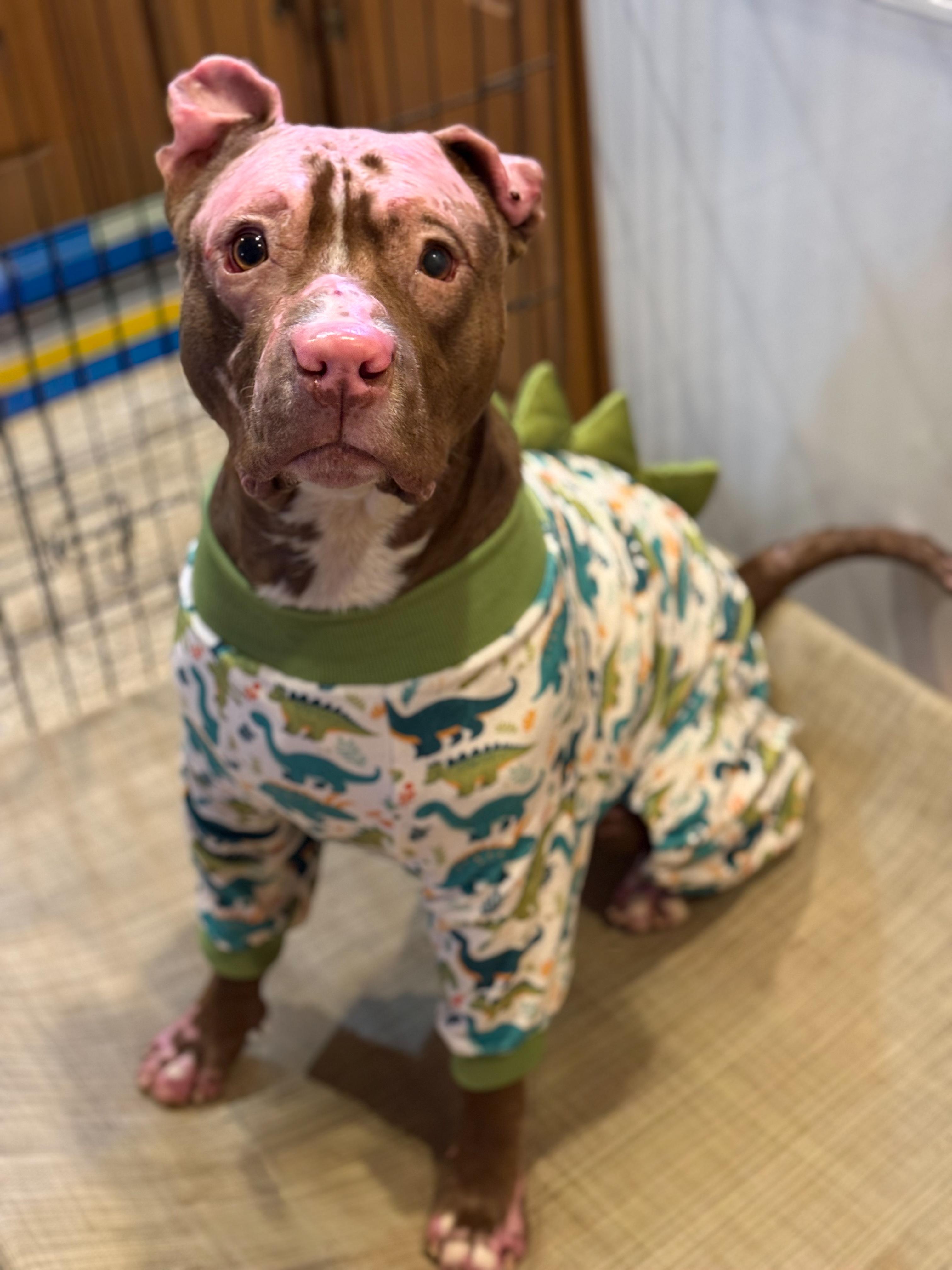 Enlarge Constantine, a Adoptable mixed breed in Stahlstown, PA image 4/6