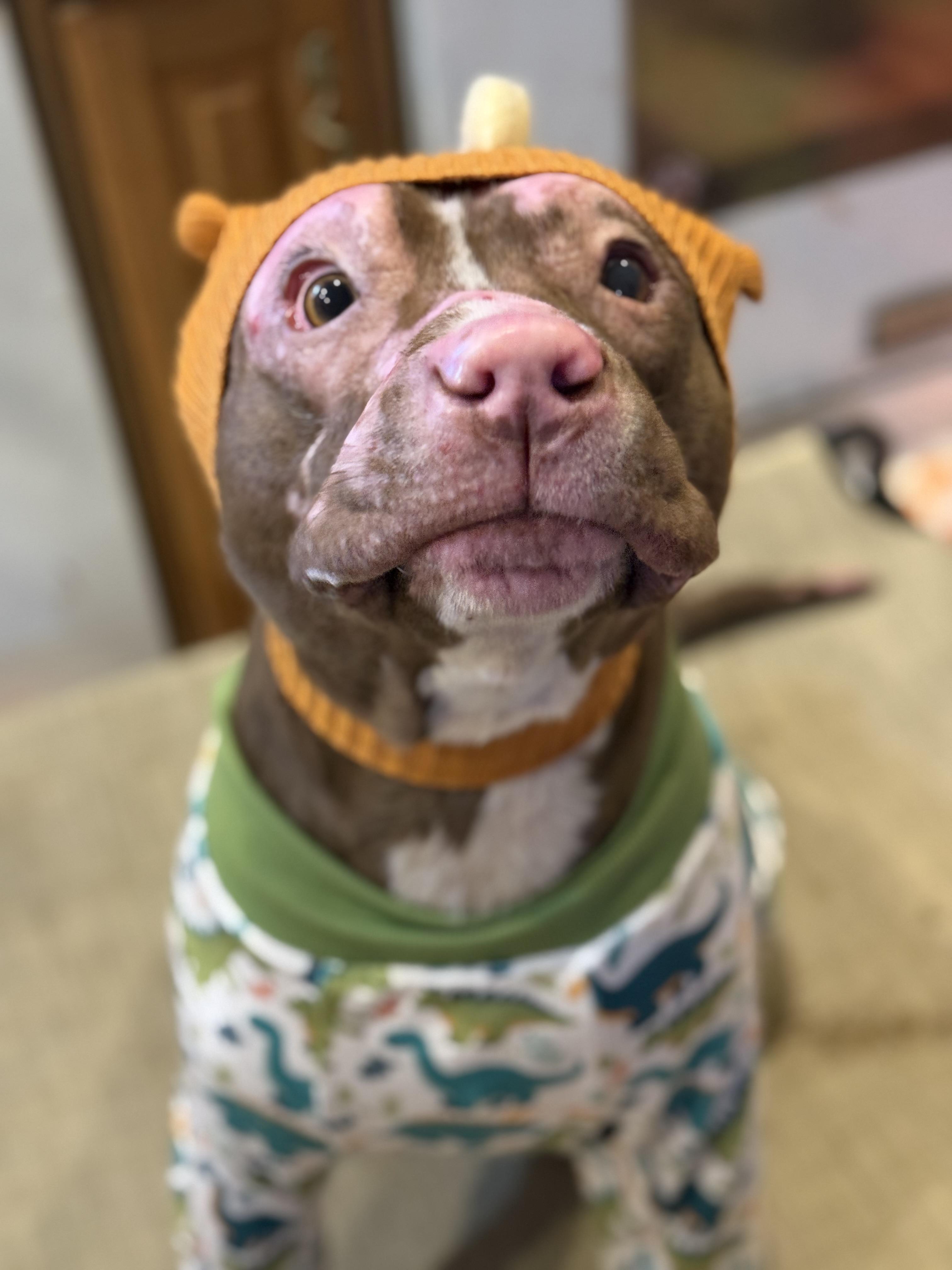 Enlarge Constantine, a Adoptable mixed breed in Stahlstown, PA image 6/6