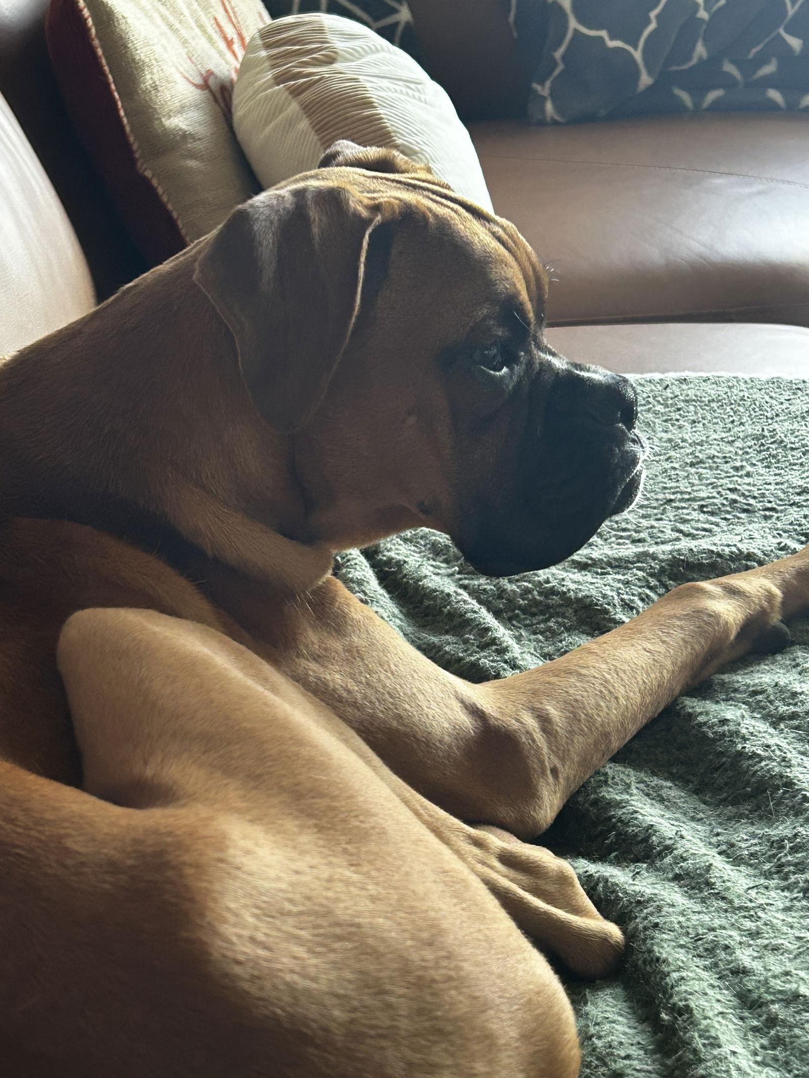 Enlarge Mugsy *Adoption Pending*, a Adoptable Boxer in Woodbury, MN image 2/2