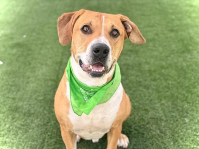 BRUNO, Adoptable, Adult Male Pit Bull Terrier.