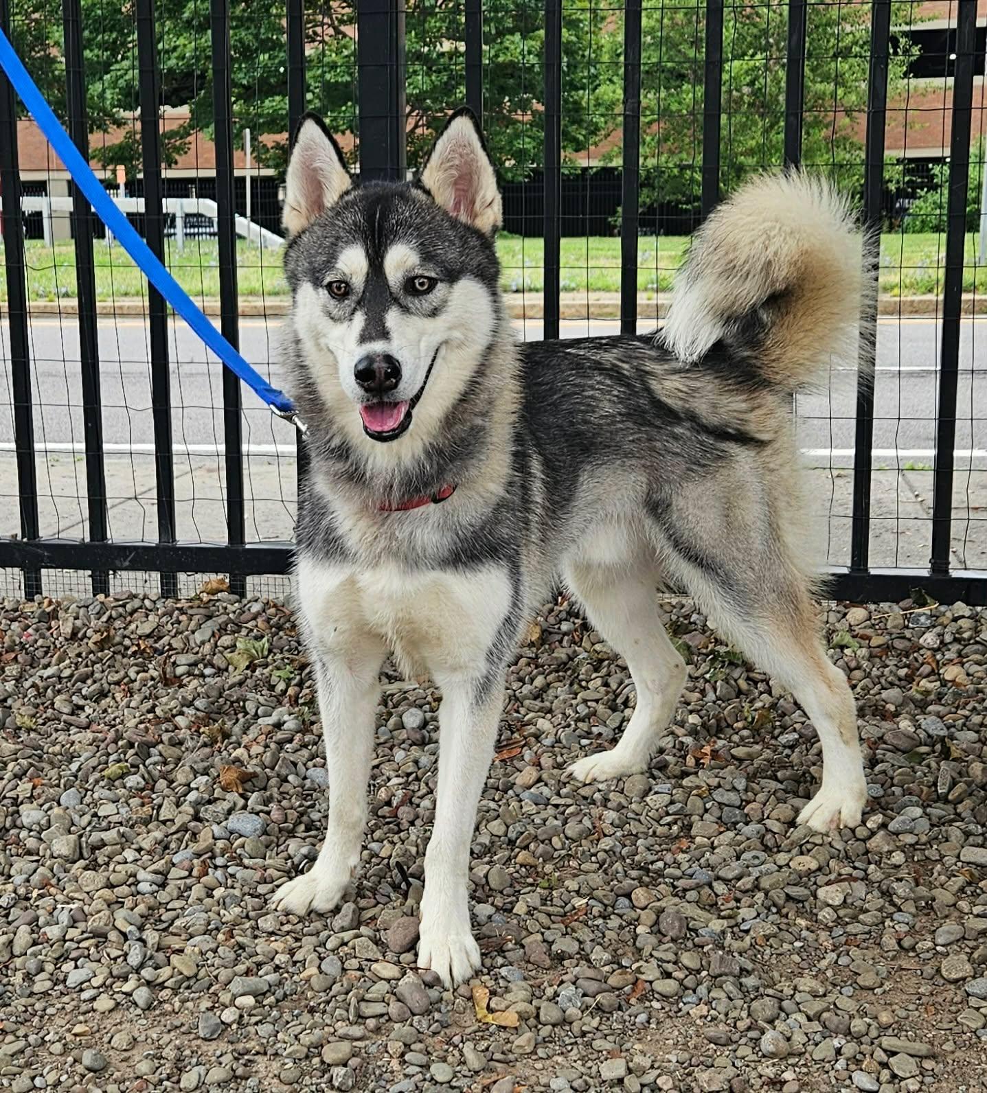 Zamboni, adopted, Young Male Husky.