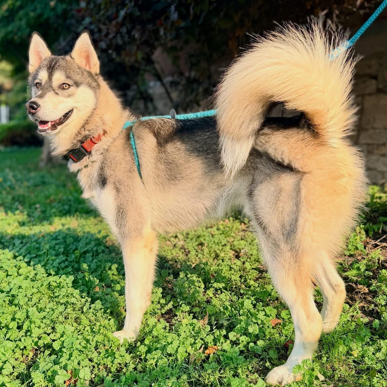 Zamboni, an adopted Husky in Buffalo, NY image 3/6